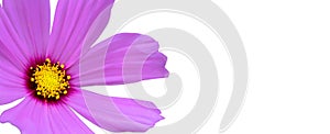 Purple wild flower Ã¢â¬ÅWild CosmosÃ¢â¬Â Cosmos bipinnatus blooming during Spring and Summer isolated on a seamless white background